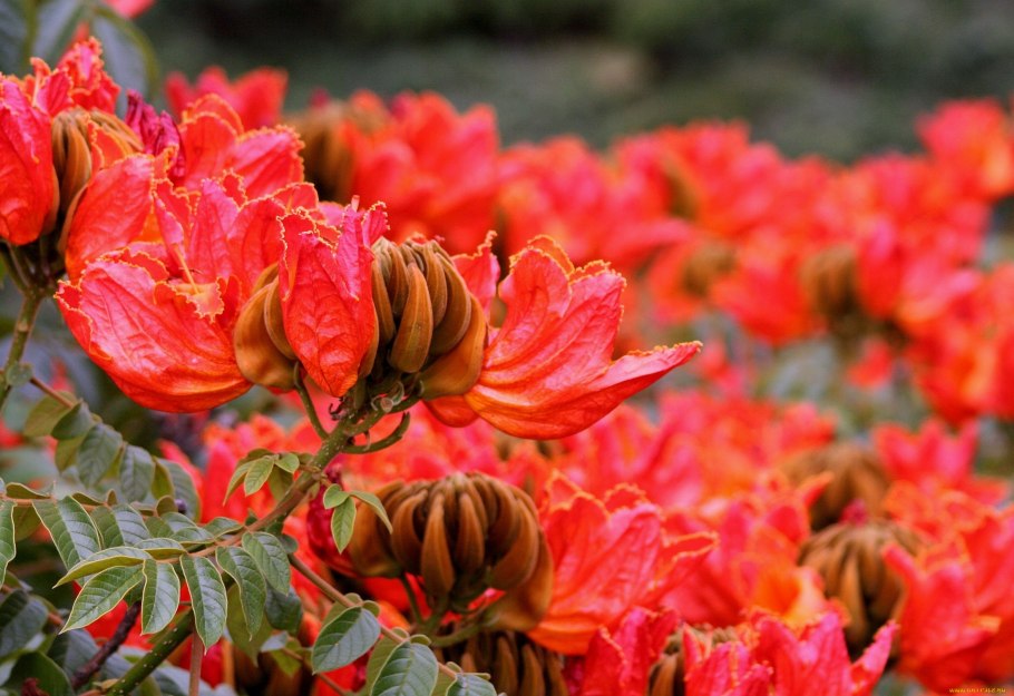 Спатодея африканское Тюльпанное