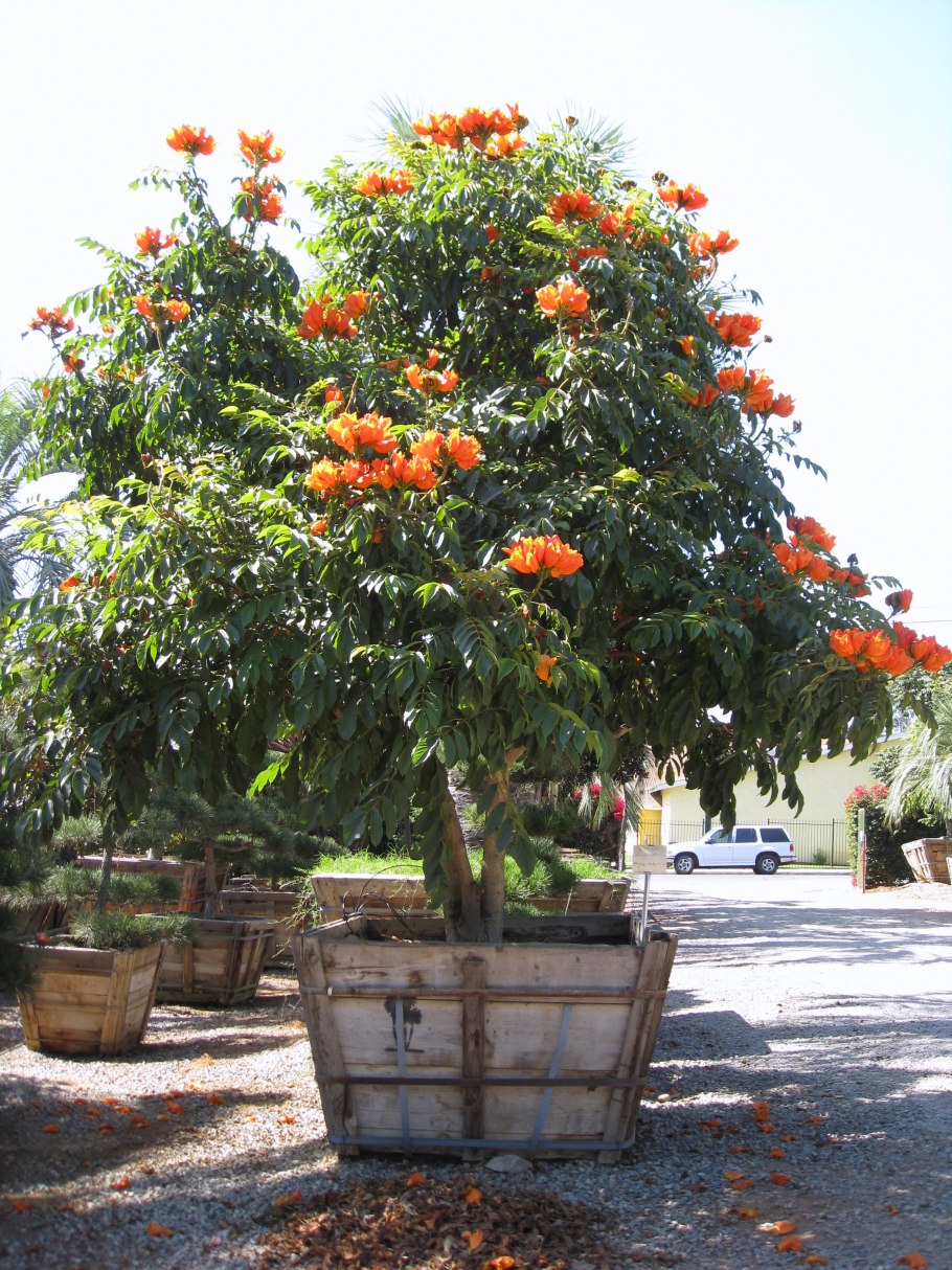 Спатодея африканское Тюльпанное дерево