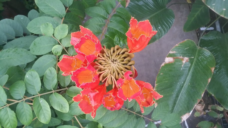 Спатодея тюльпановое дерево