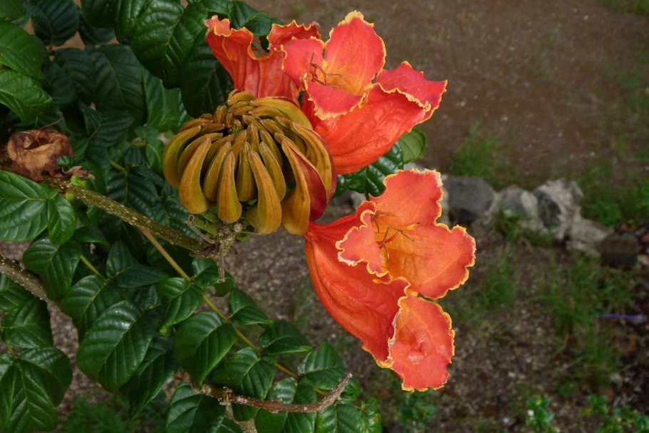 Спатодея африканское Тюльпанное дерево