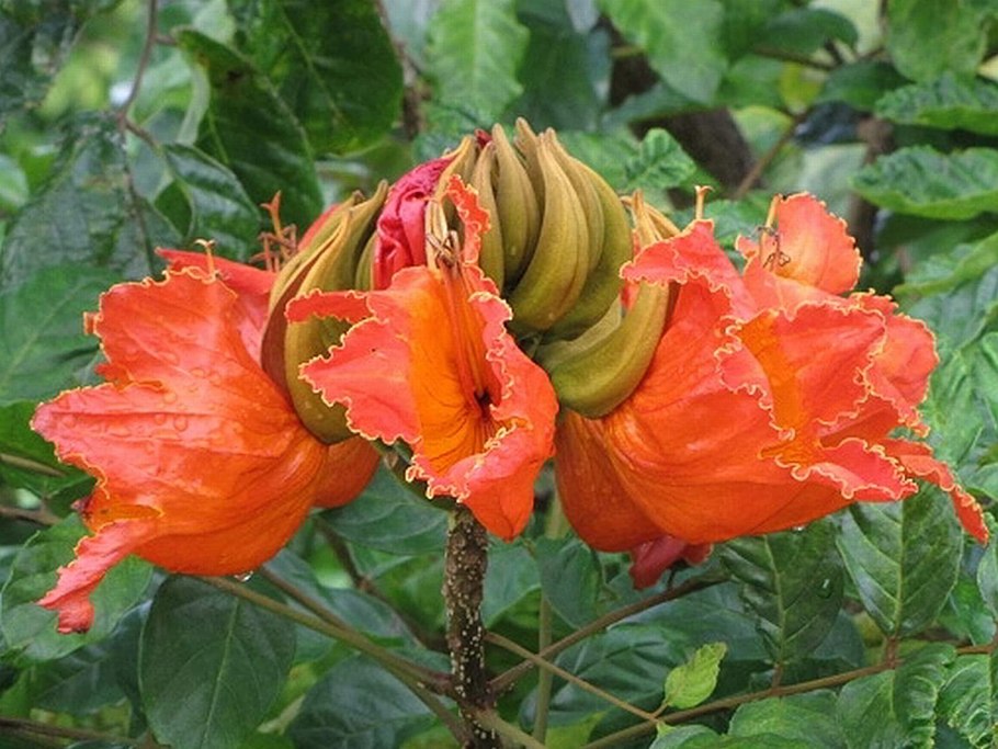 Спатодея Тюльпанное дерево