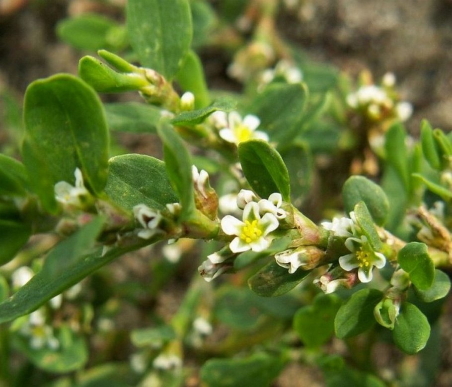 Трава горца птичьего спорыша гербарий