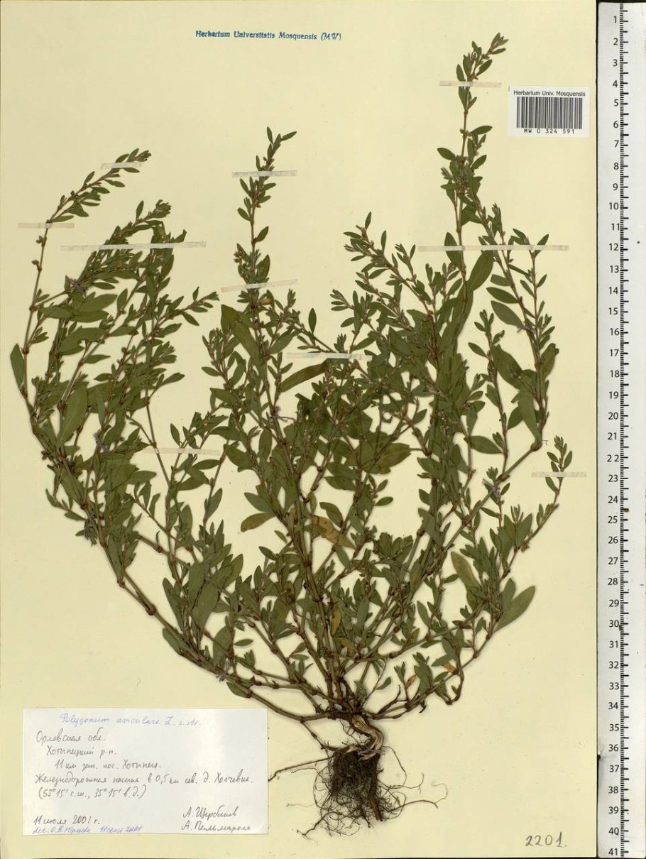 Спорыш (птичий Горец) семена