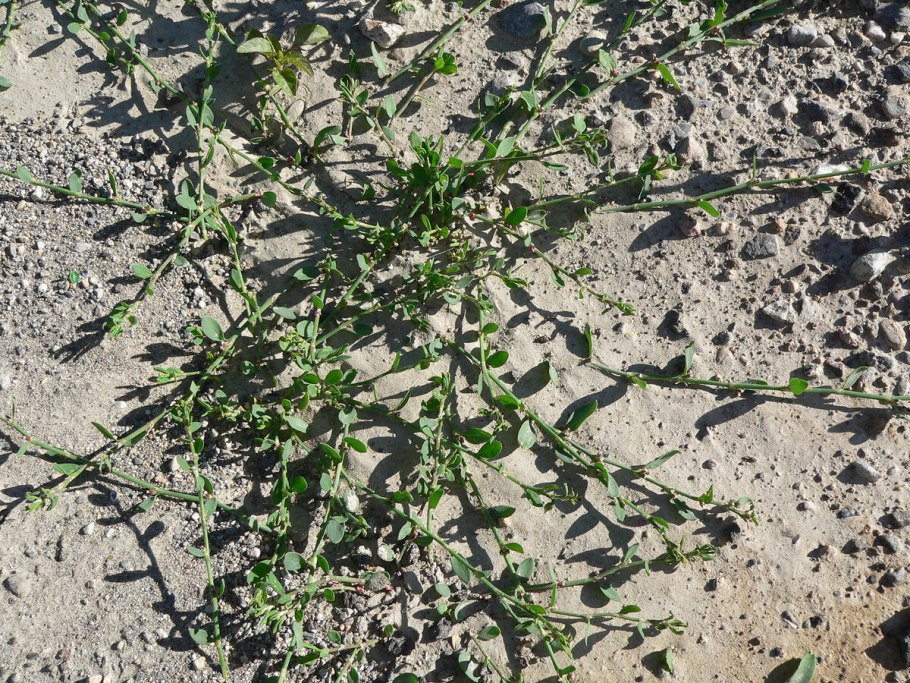 Горец птичий, трава, 50 гр