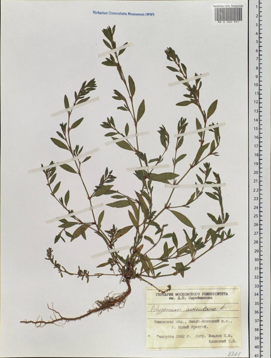 Трава горца птичьего спорыша гербарий