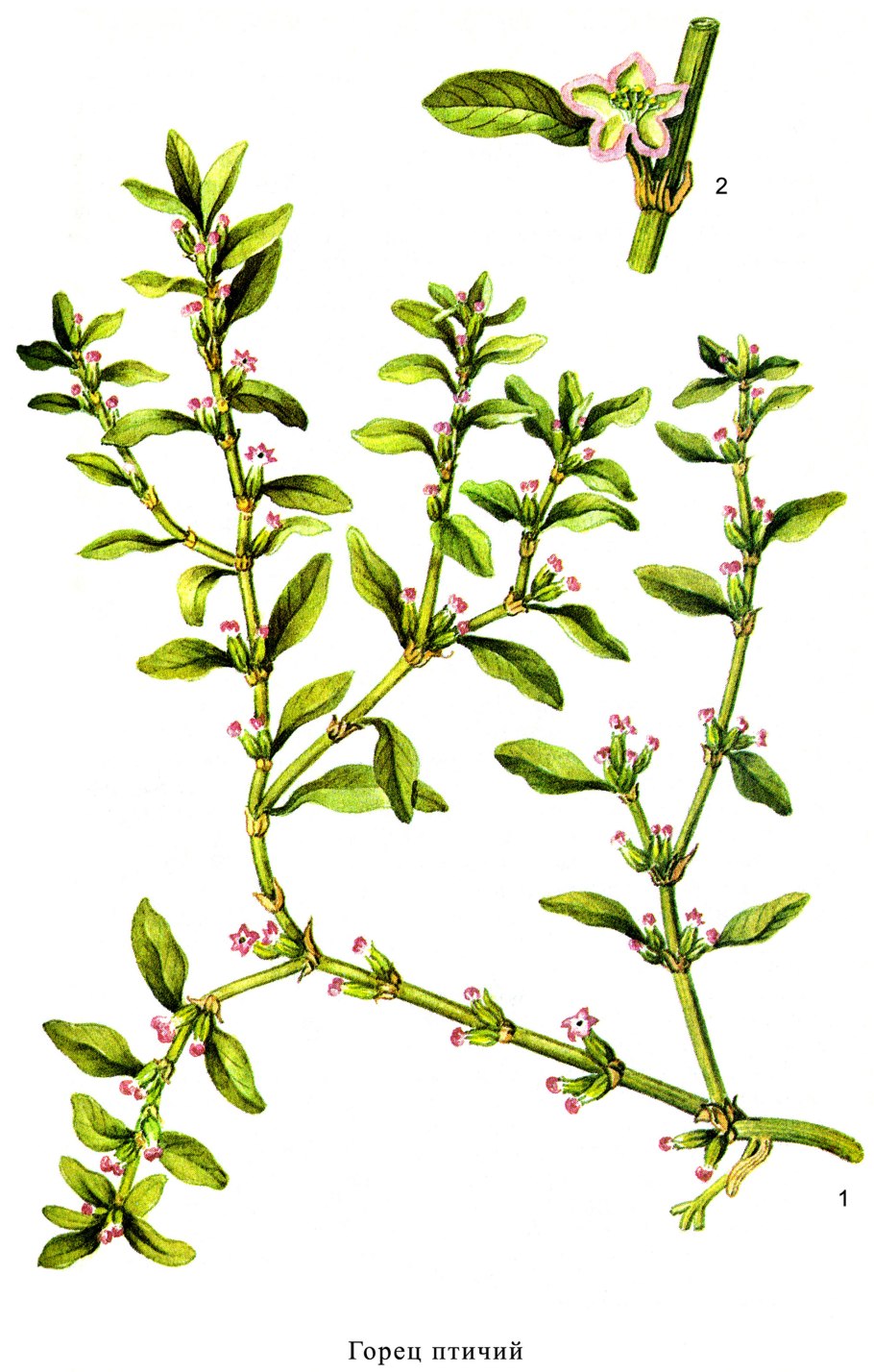 Спорыш жиряк