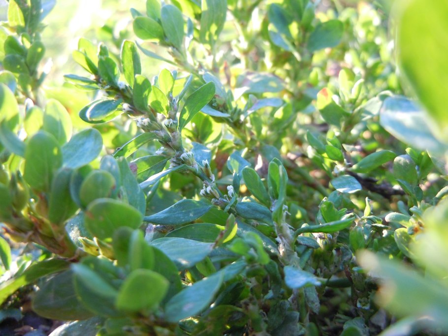 Гусятник спорыш Птичья гречишка