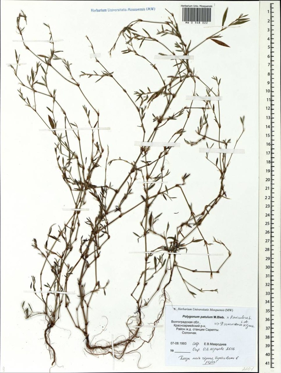 Polygonum arenastrum