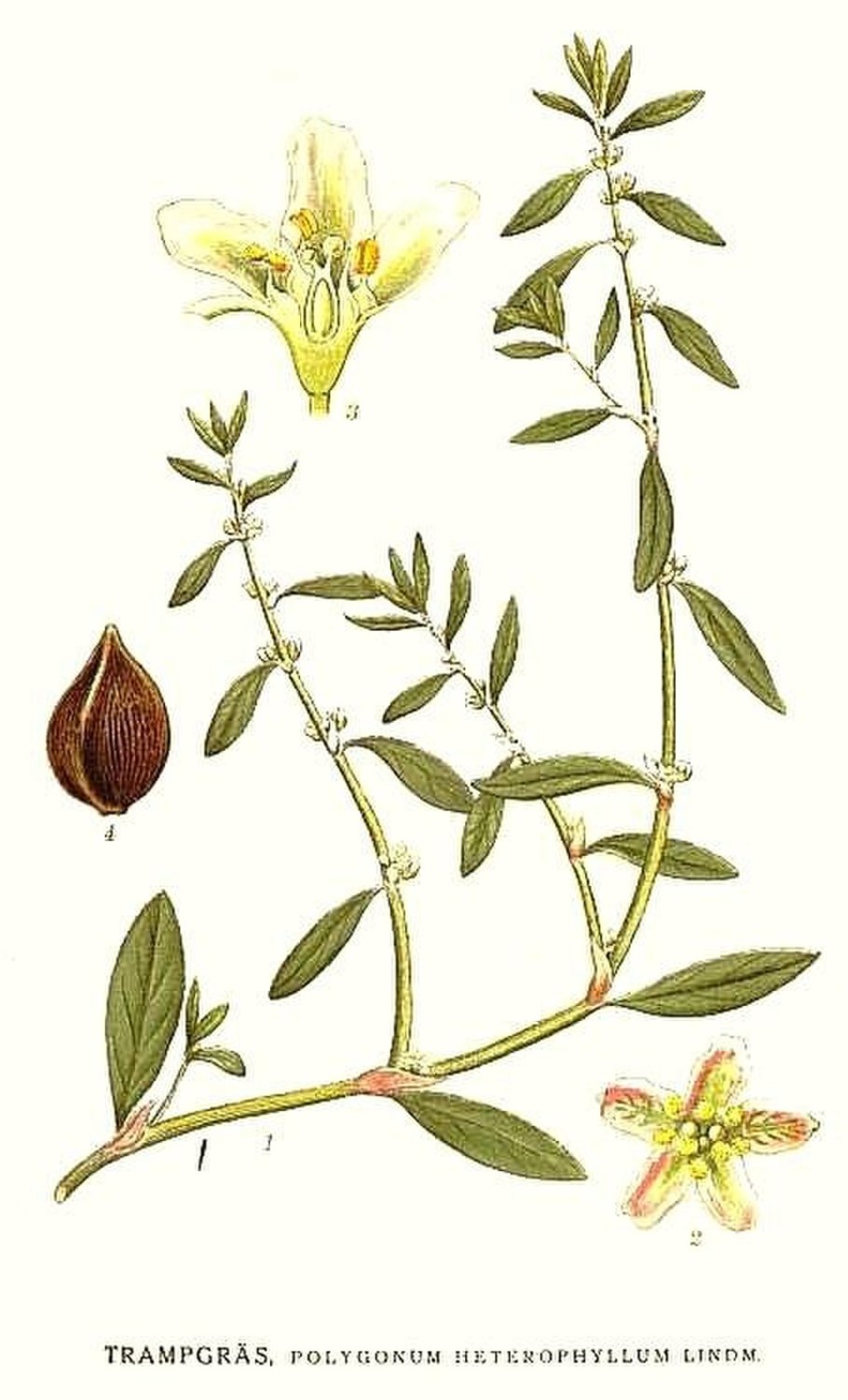 Спорыш гербарий