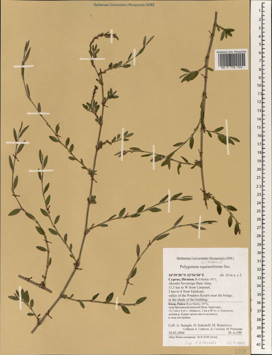 Горец птичий