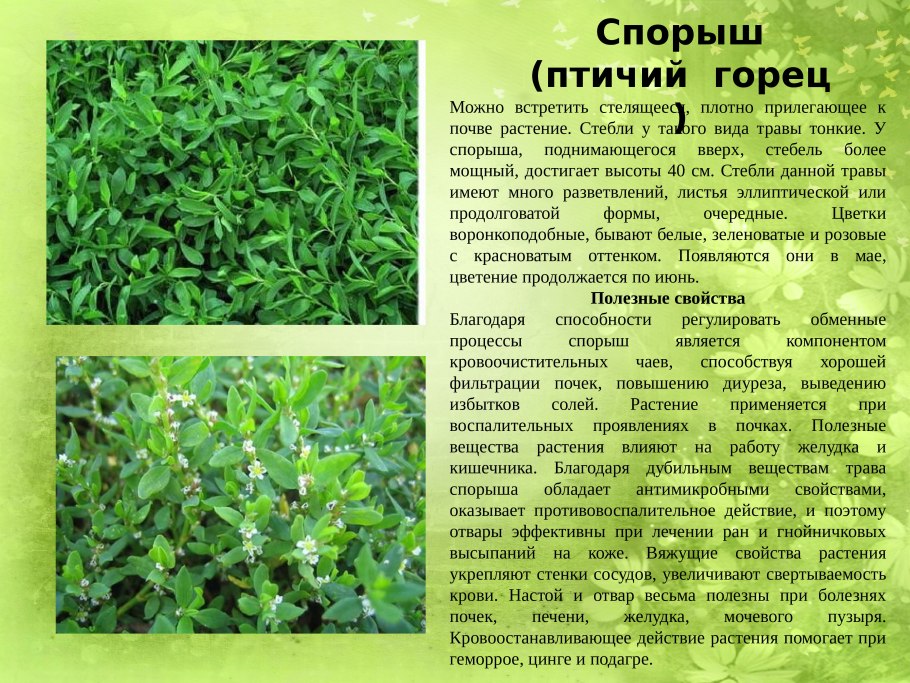 Хорст трава Горец перечный 50 г