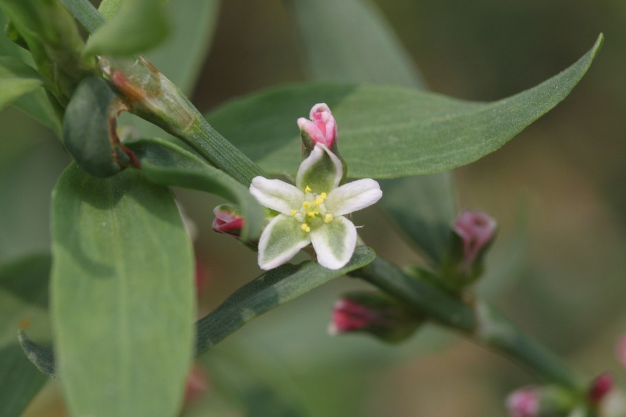 Спорыш (Горец птичий) на белом фоне