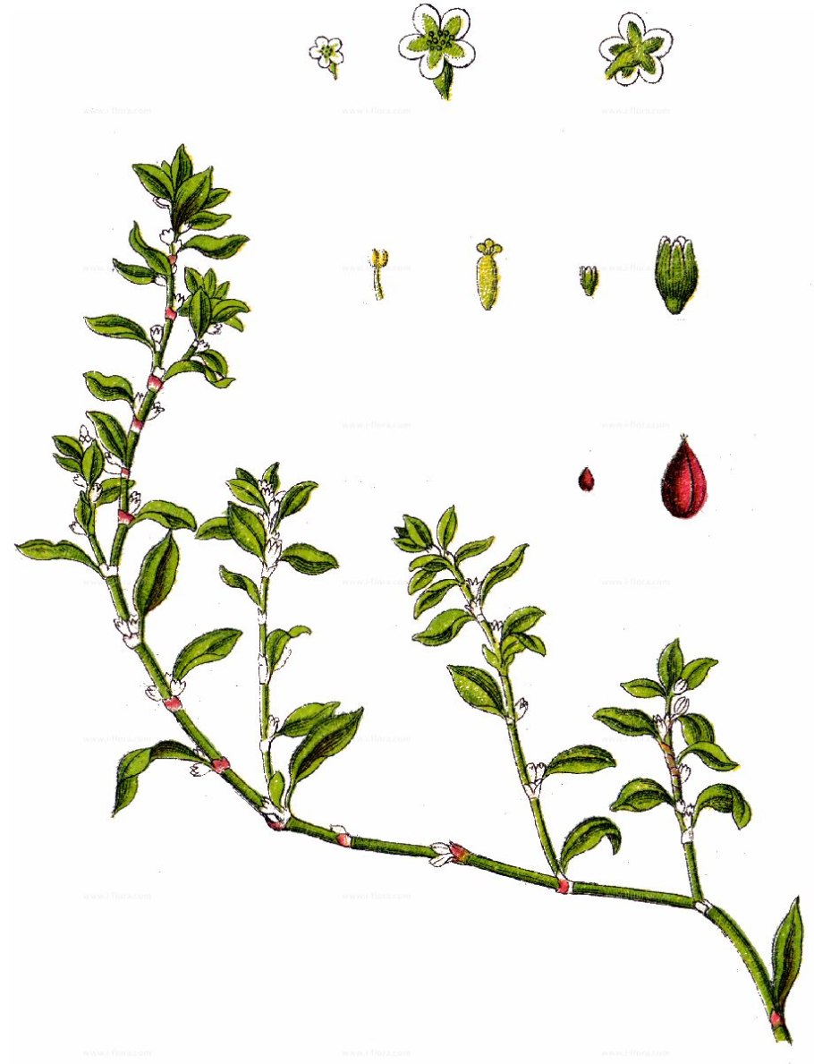 Горец птичий (спорыш) трава 50 г БАД