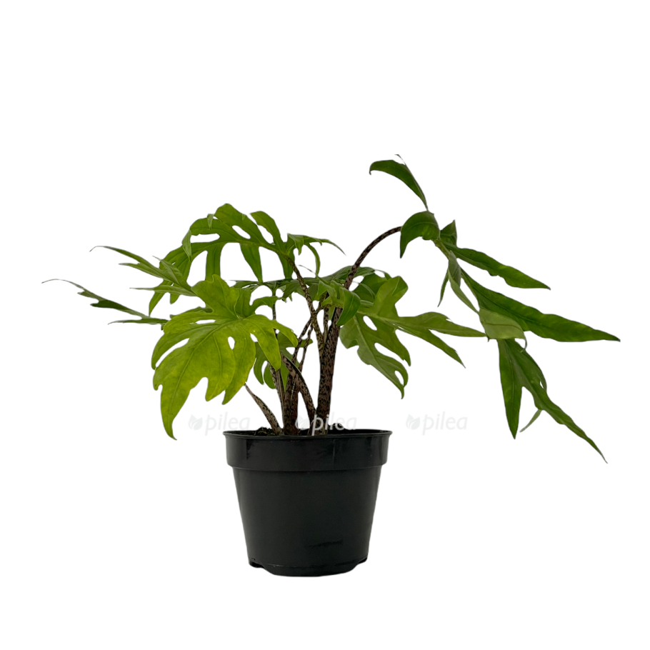 Алоказия Жаклин