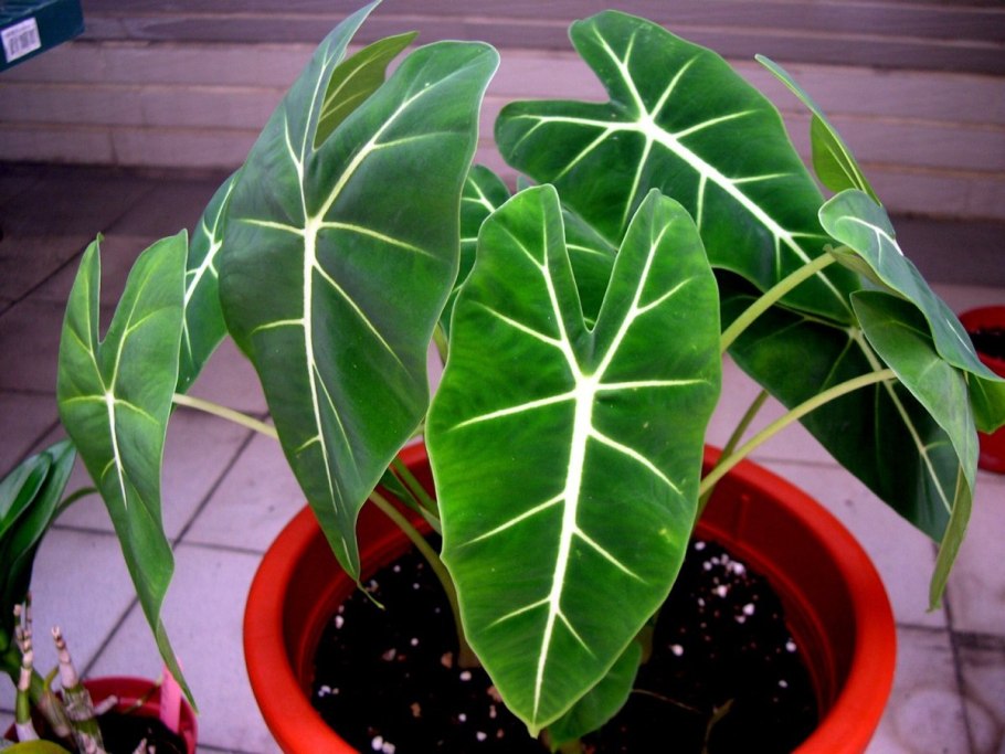 Алоказия Скальпрум