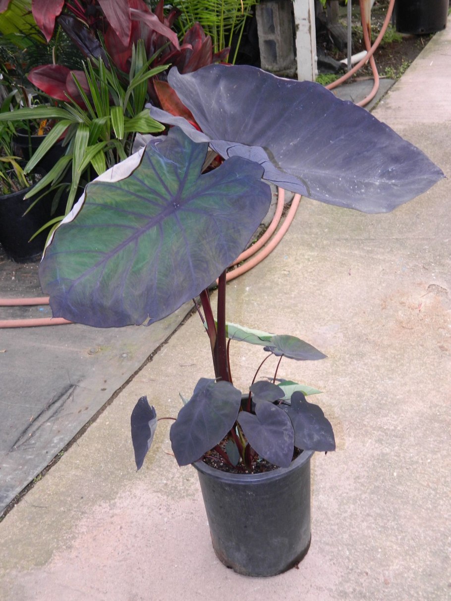 Алоказия Полли d12