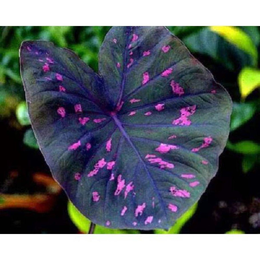 Синий каладиум