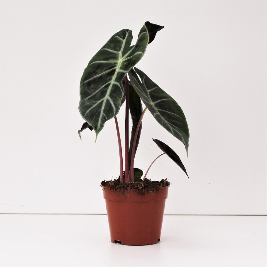 Алоказия Найроби Найт