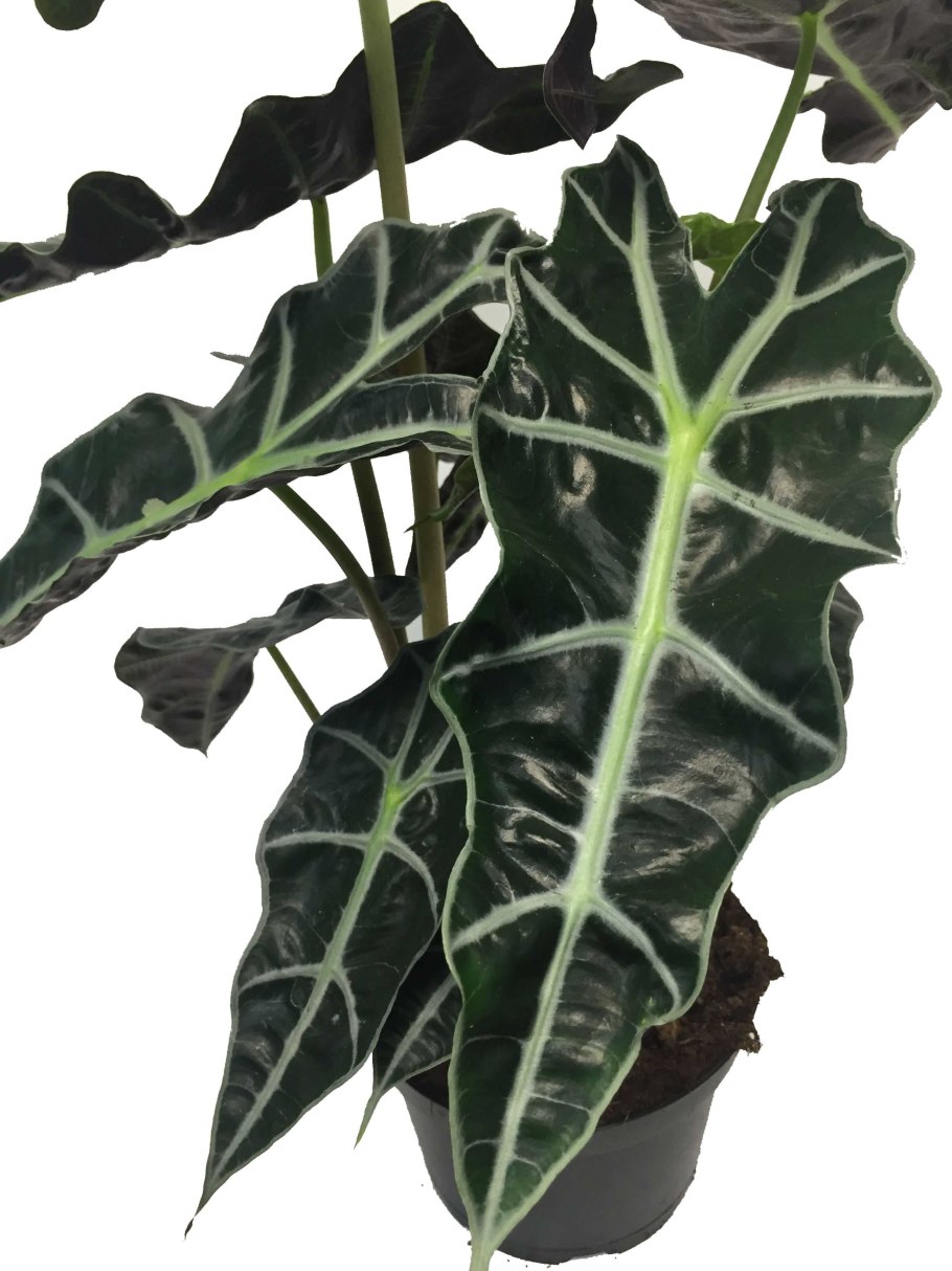 Алоказия Полли