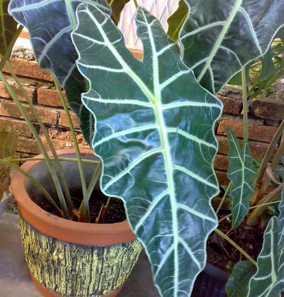 Алоказия Блэк СТЭМ