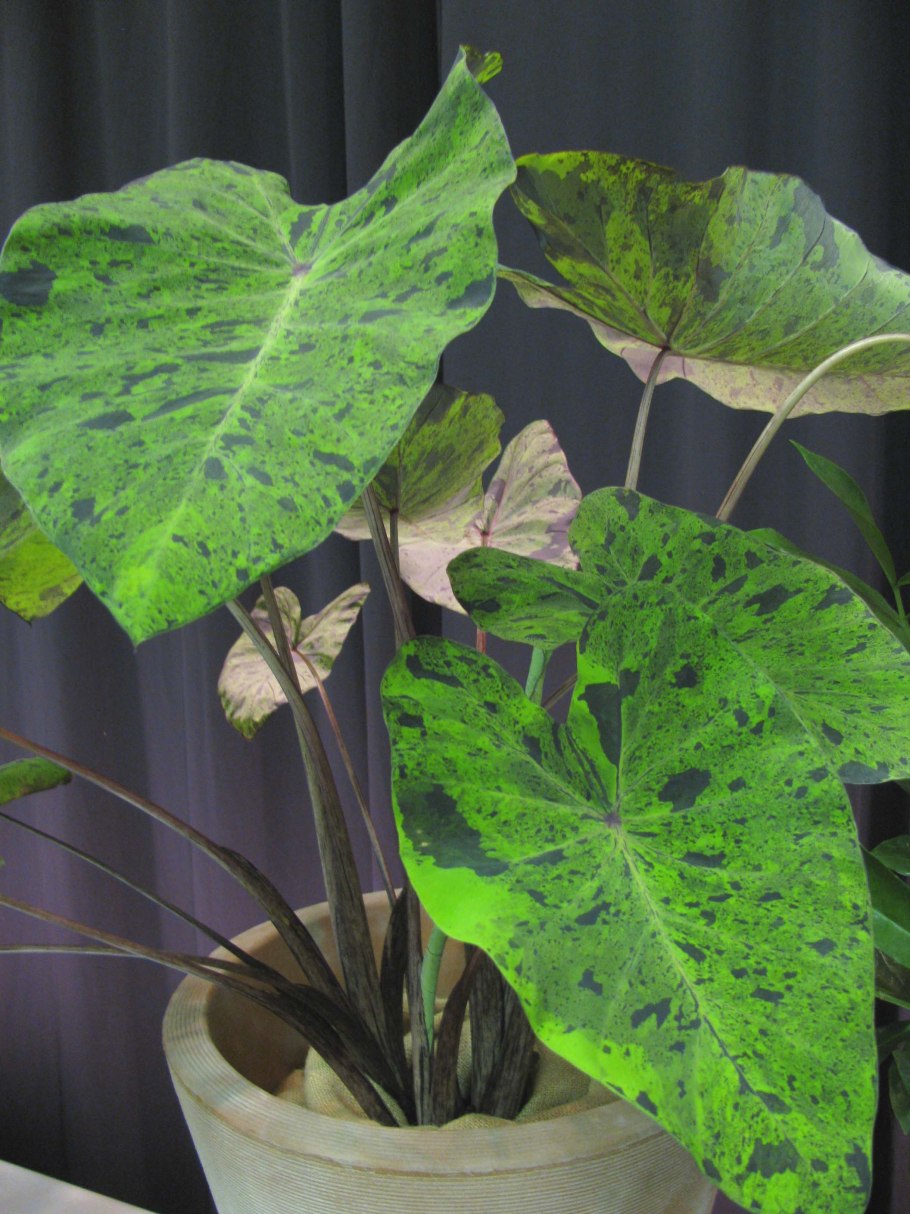 Алоказия heterophylla