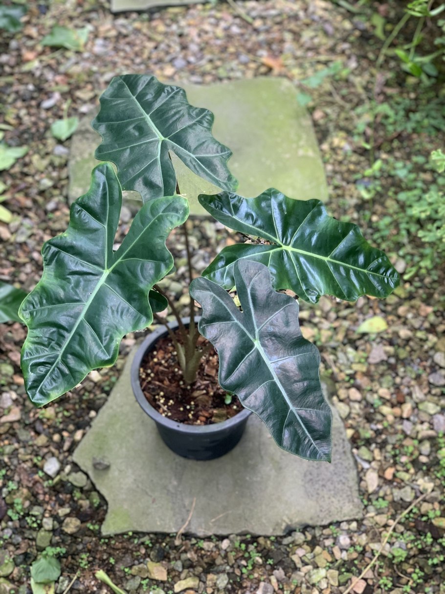 Алоказия Фрайдек