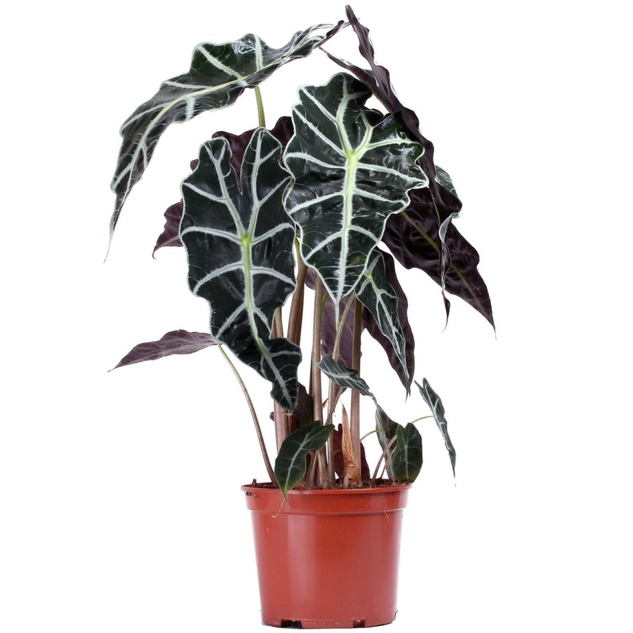 Алоказия Ивори Коаст