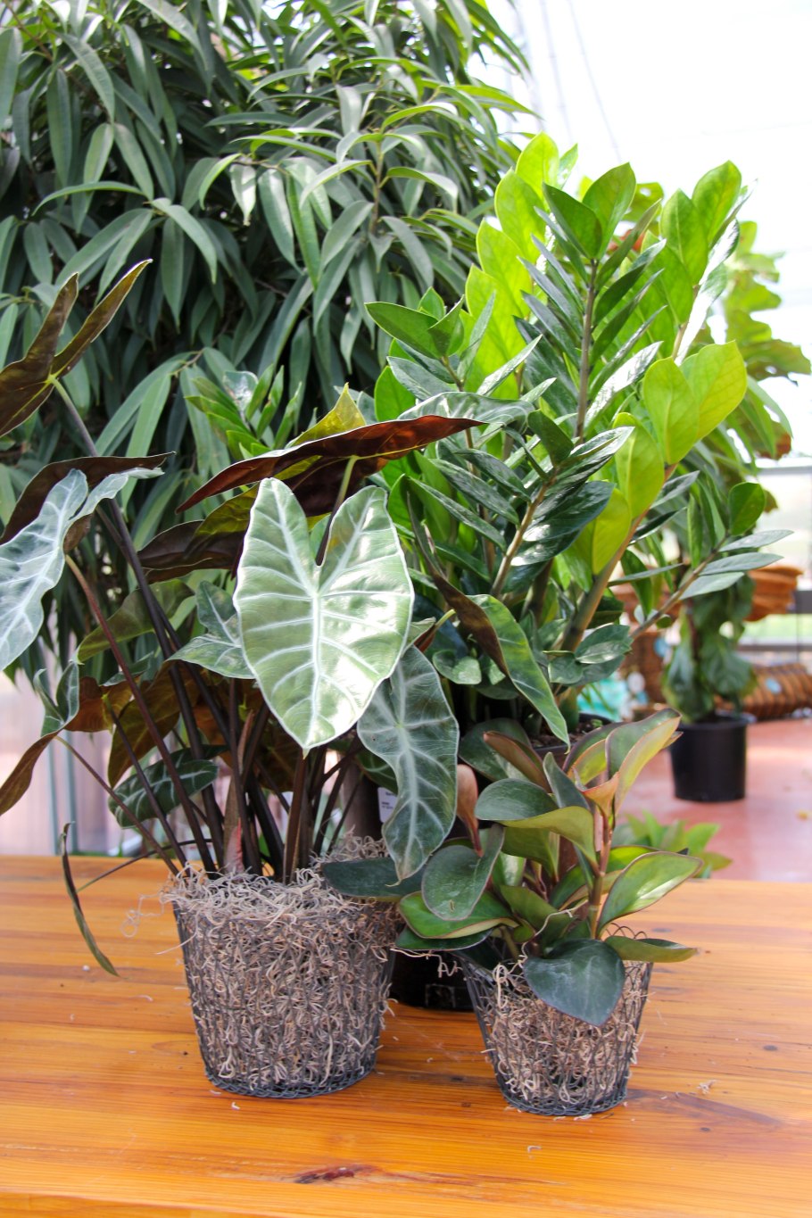 Алоказия Марокко