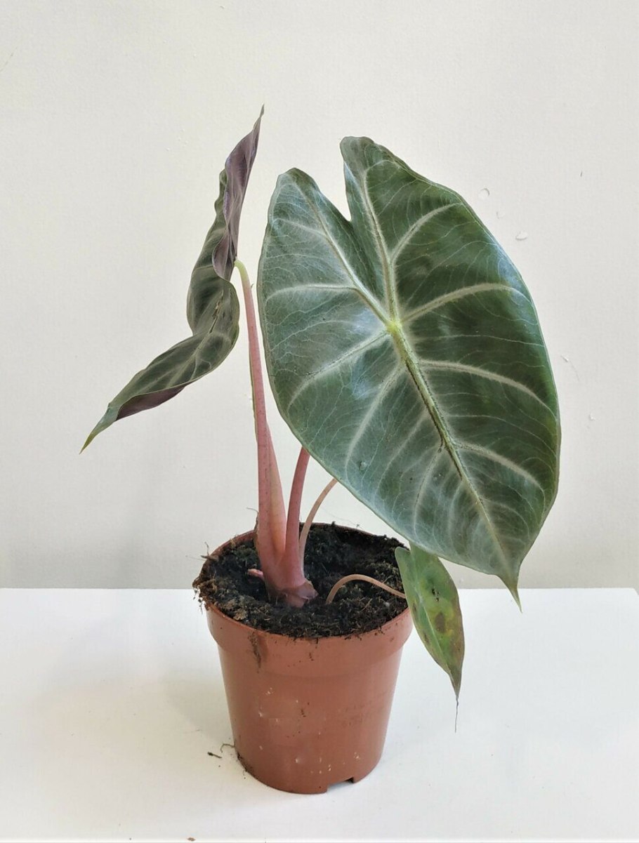 Алоказия перпл Найт