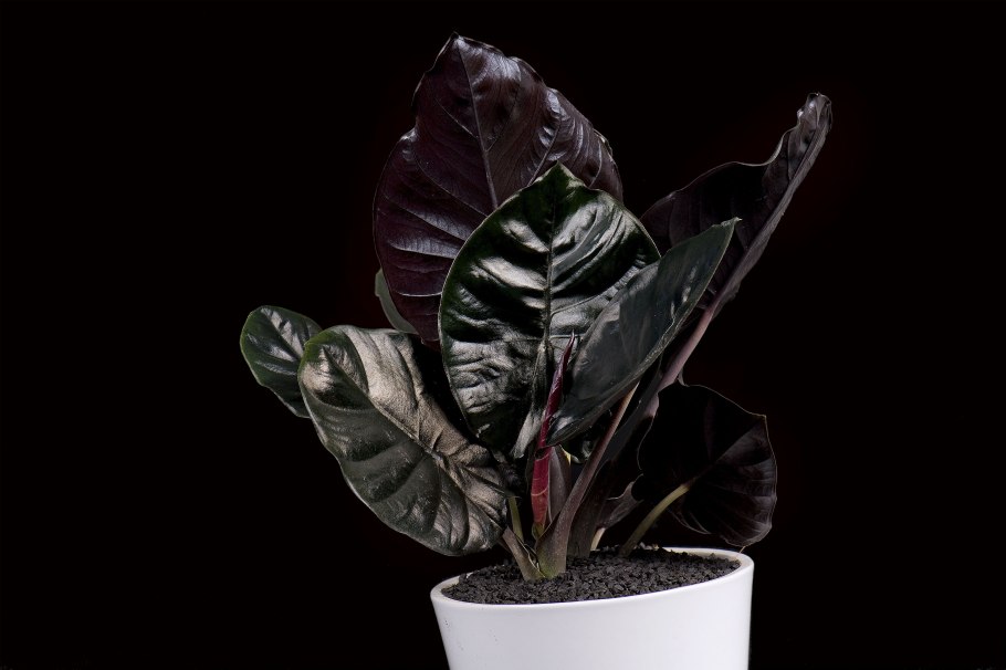 Алоказия Alocasia sanderiana