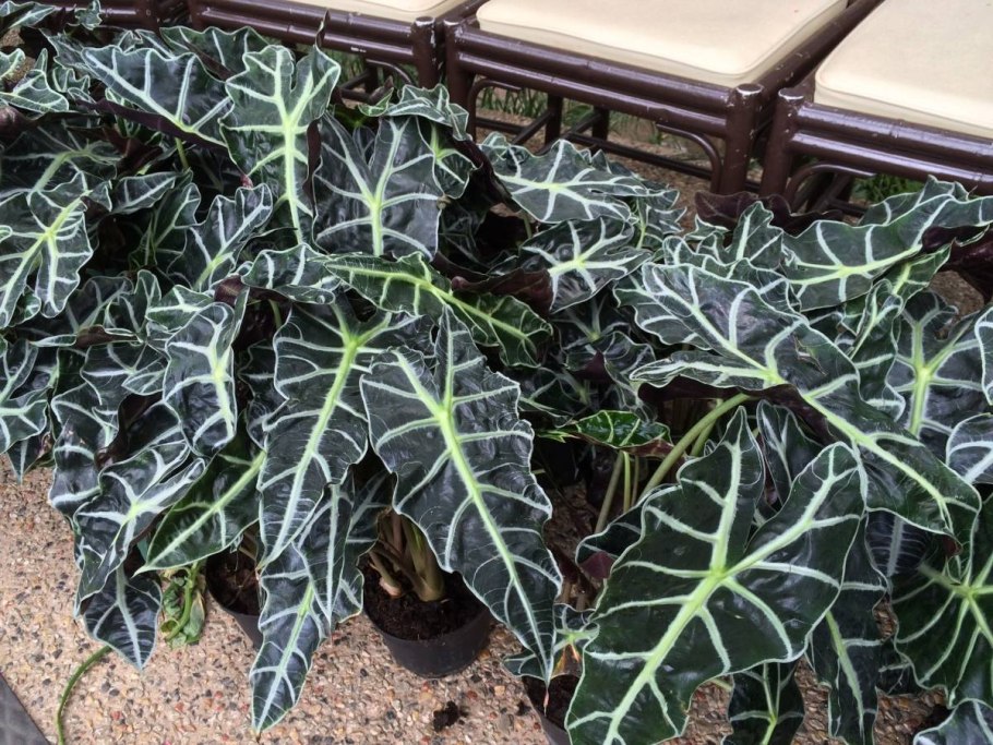 Алоказия эбони