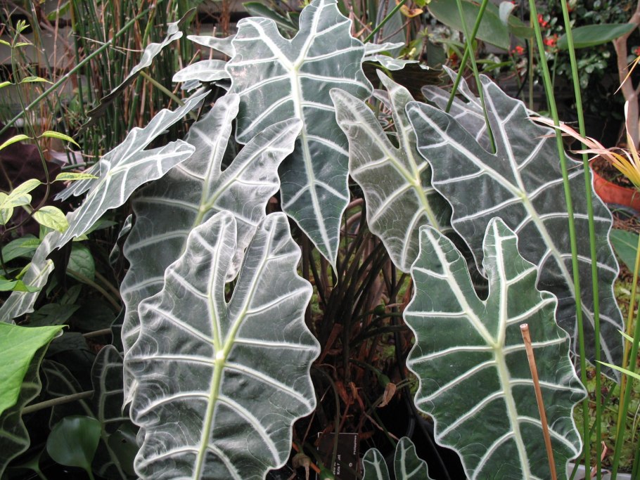 Alocasia macrorrhiza Green giant Taro
