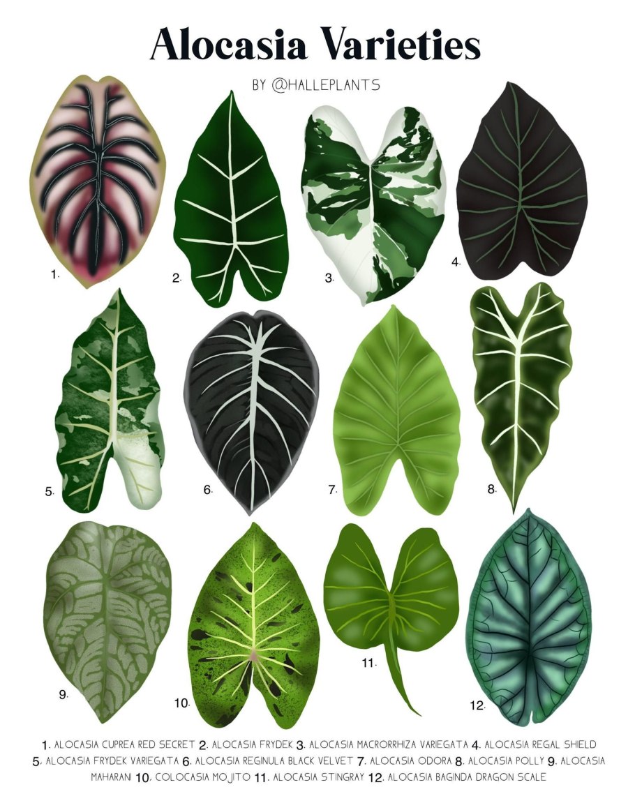 Алоказия псевдосандериана