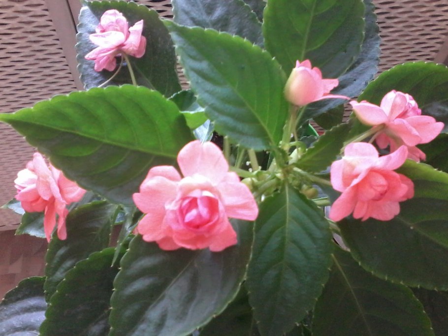 Ванька-мокрый бальзамин махровый