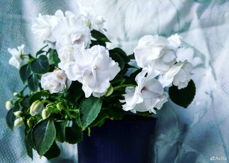 Бальзамин комнатный белый