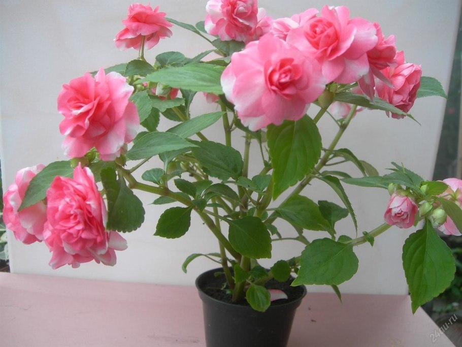 Бальзамин Розочка