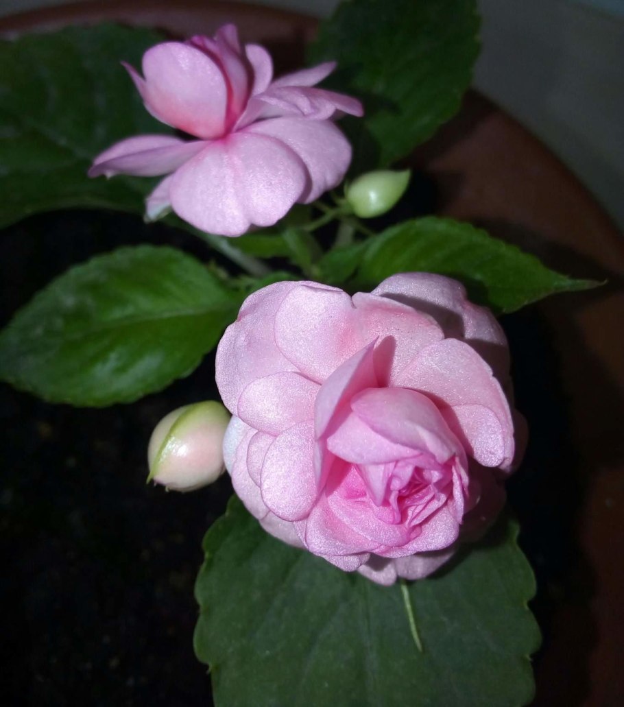 Бальзамин розовый махровый