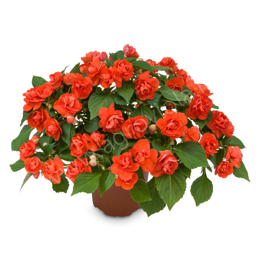 Бальзамин Уоллера искушение оранжевое