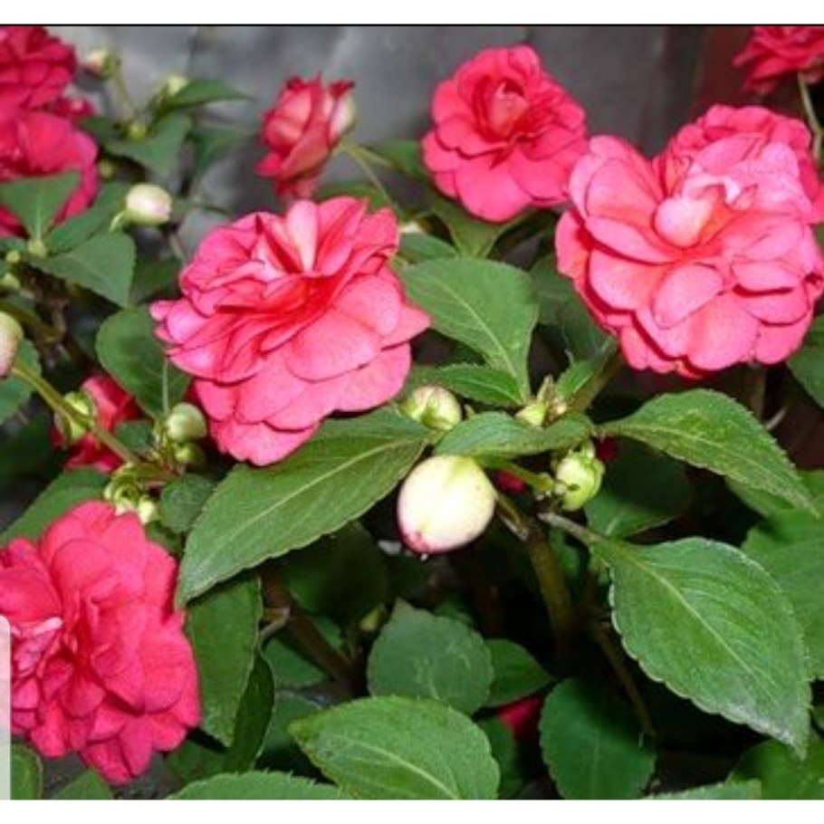 Бальзамин Уоллера махровый