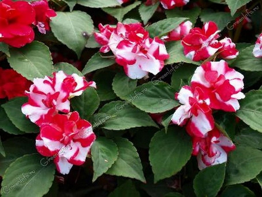 Бальзамин биколор черри