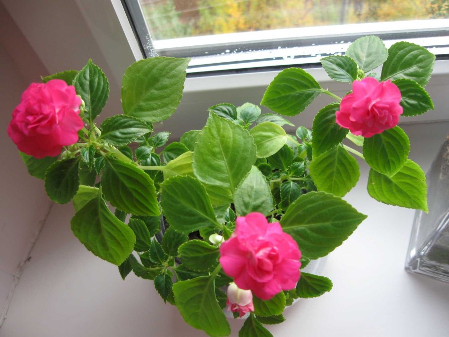 Ванька-мокрый бальзамин