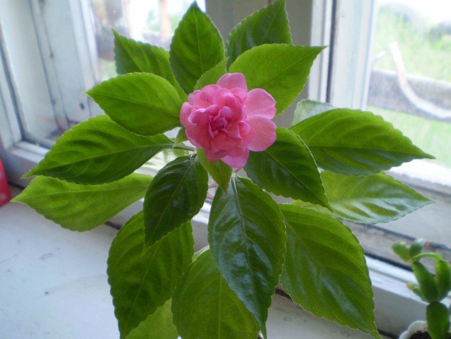 Бальзамин розовый махровый