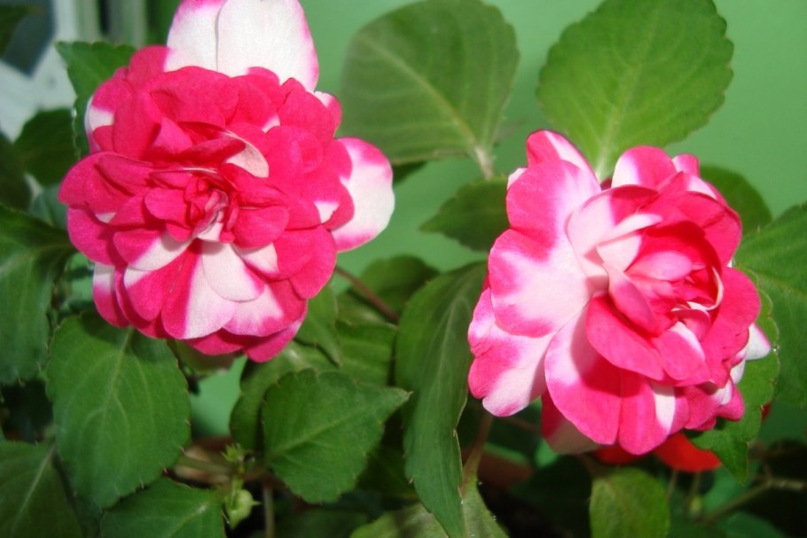 Бальзамин Sparkler Cherry