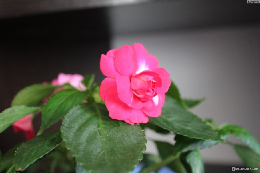 Ванька-мокрый бальзамин дикий