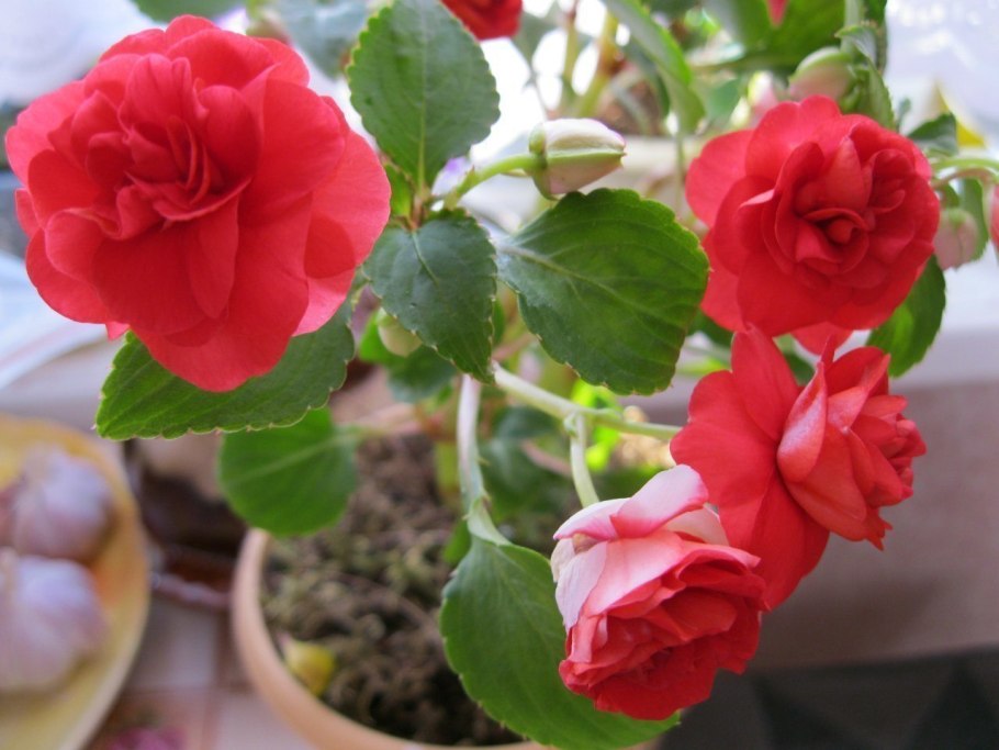 Бальзамин красный махровый