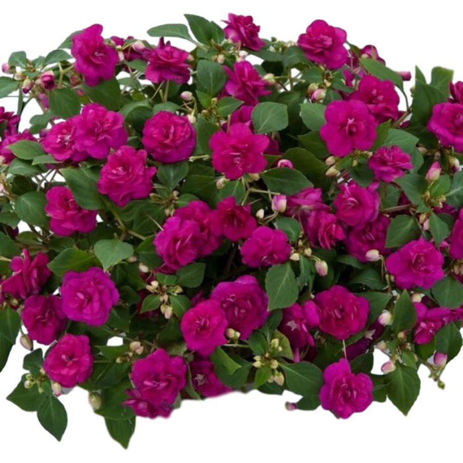 Бальзамин Уоллера махровый