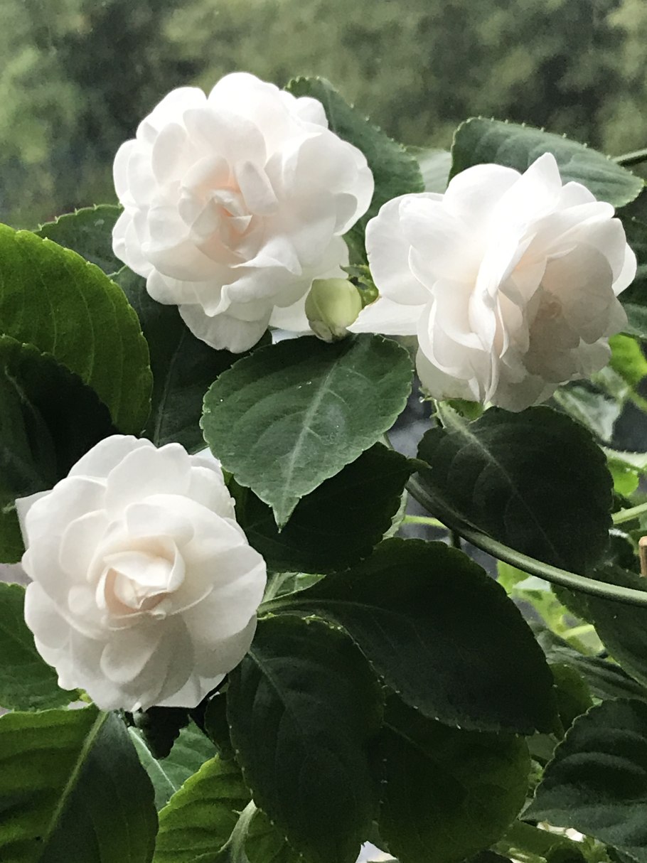 Бальзамин белый