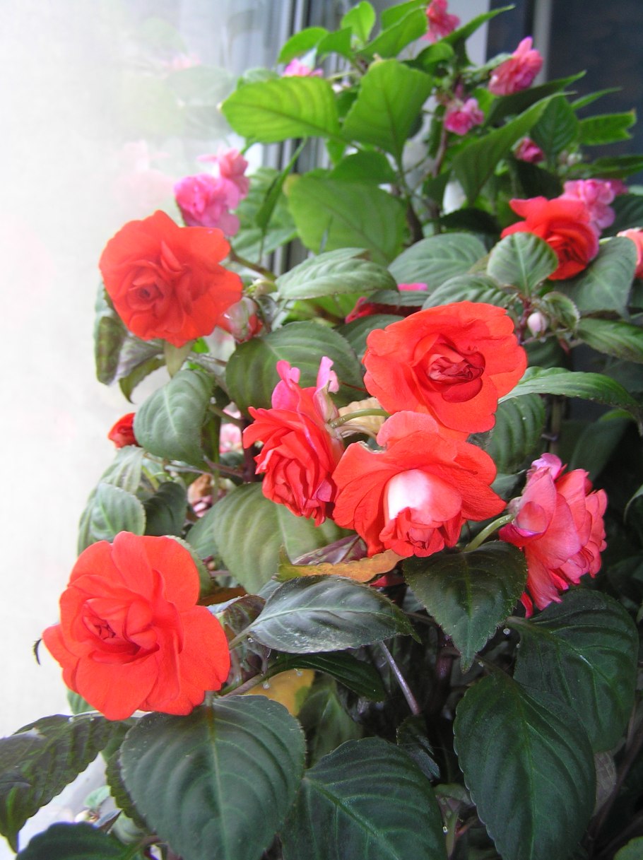 Бальзамин красный махровый