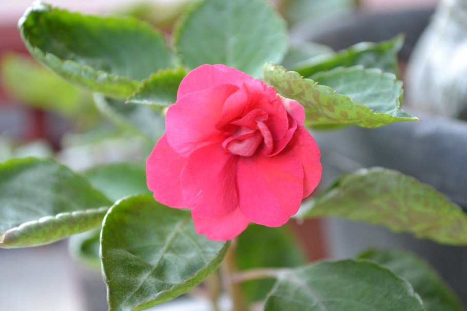 Бальзамин Impatiens Pink Ruffles
