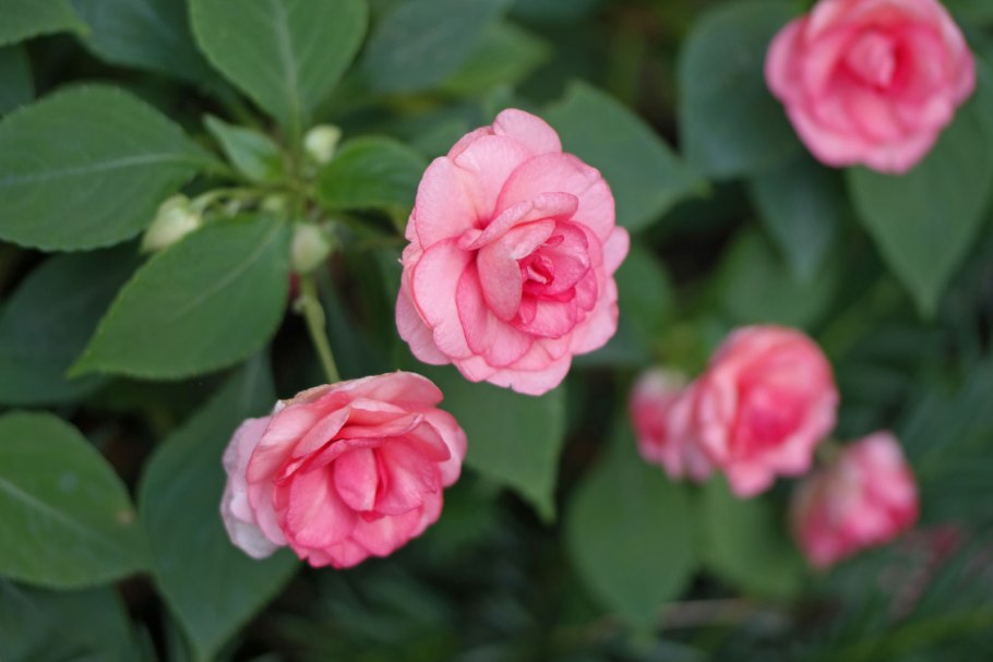 Бальзамин Pink Aroma